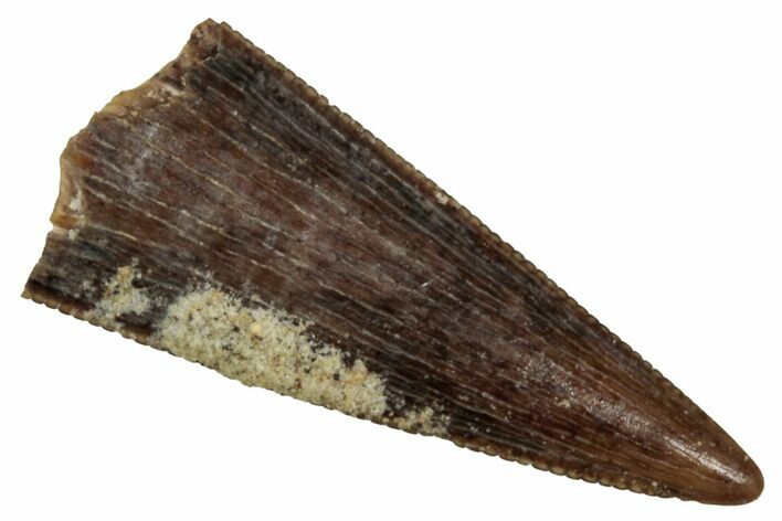 Serrated, Fossil Theropod (Richardoestesia) Tooth - Montana #341017